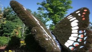 jardin mariposa-blume schmetterling